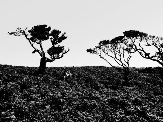 Fanal - Madeira